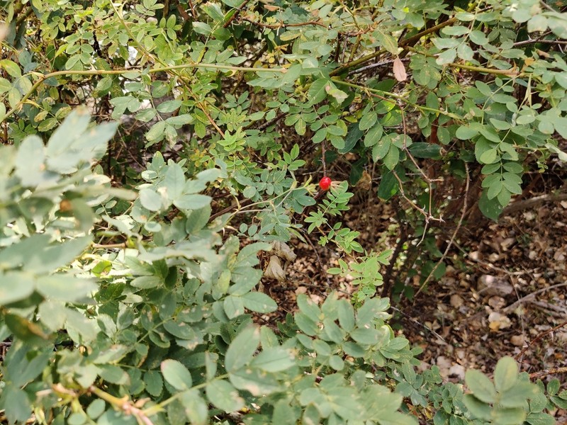 Rosa beggeriana photo 6