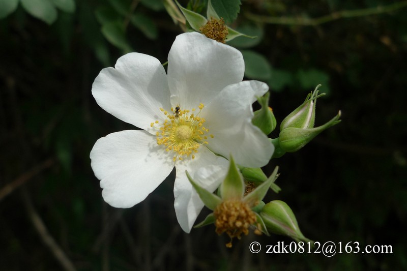 Rosa beggeriana photo 7