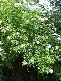 Rosa beggeriana