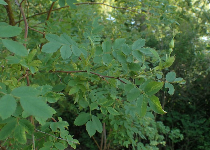 Rosa beggeriana