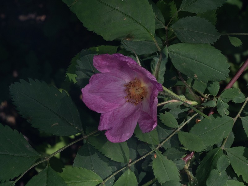Rosa bella photo 6