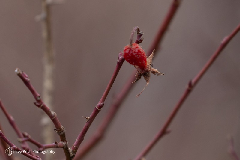 Rosa bella photo 7