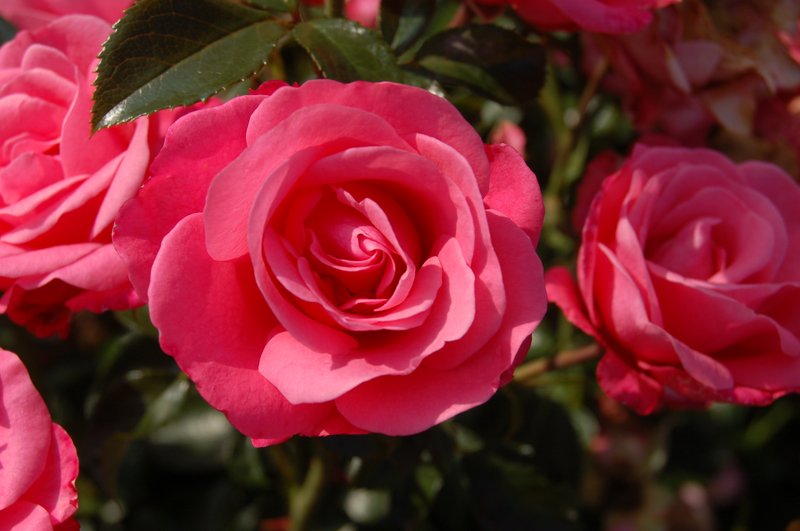 Rosa bella