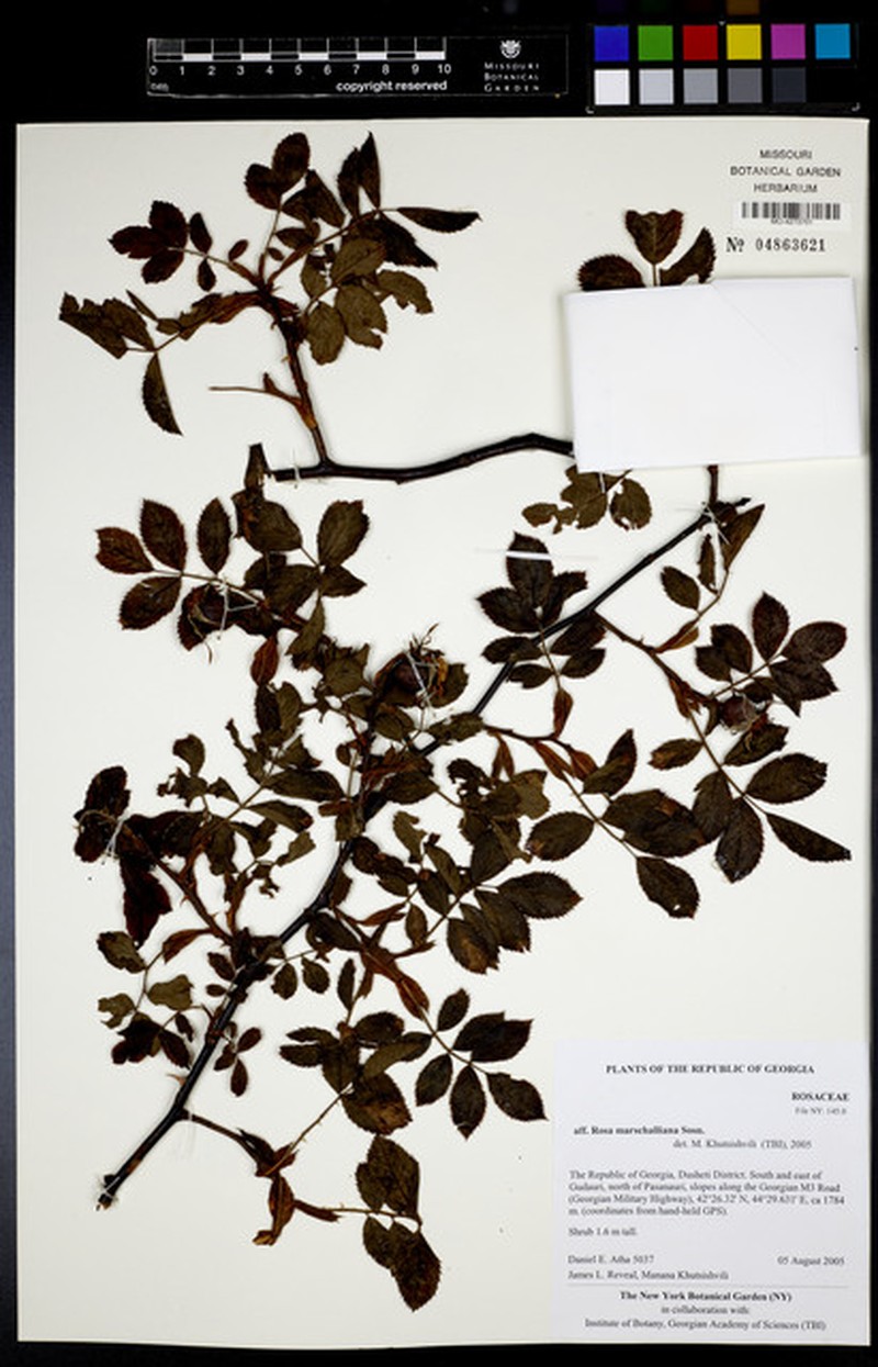 Rosa biebersteiniana