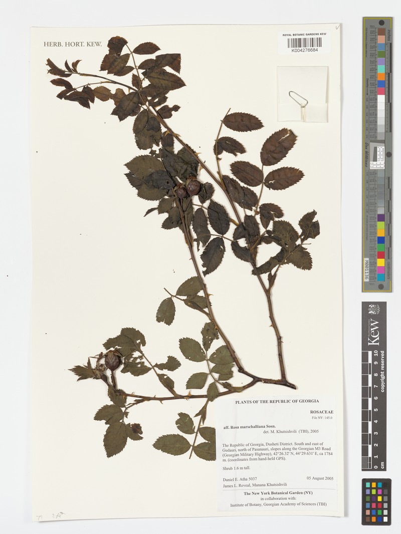 Rosa biebersteiniana photo 2