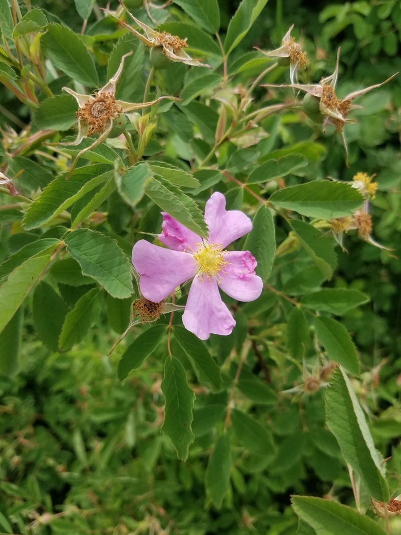Smooth Rose photo 3