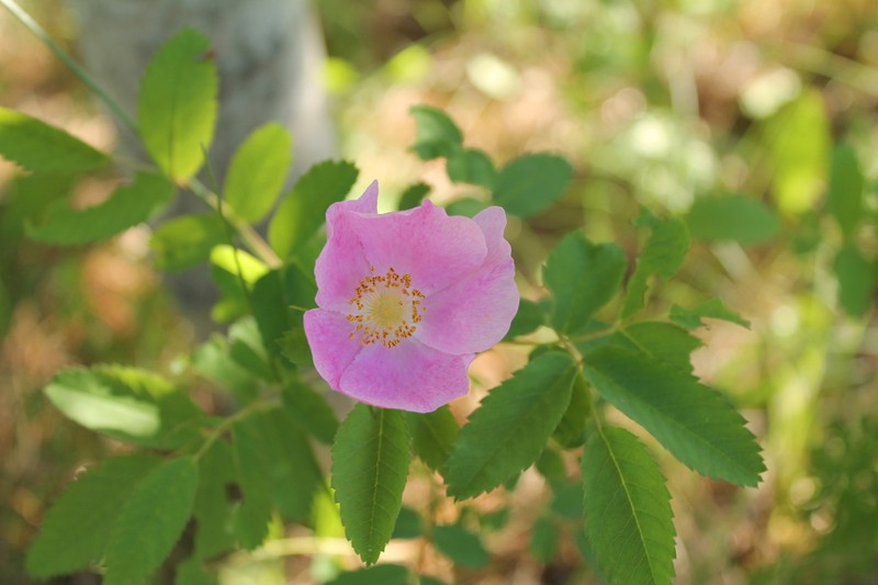 Smooth Rose photo 5