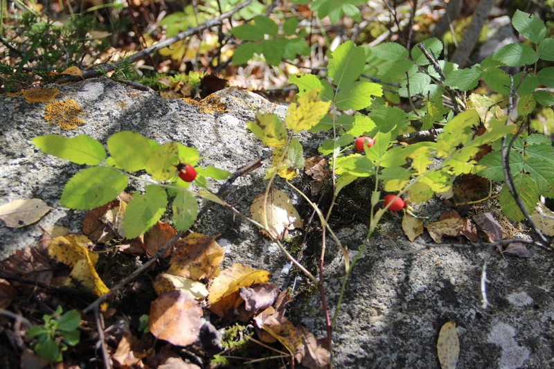 Rosa boissieri