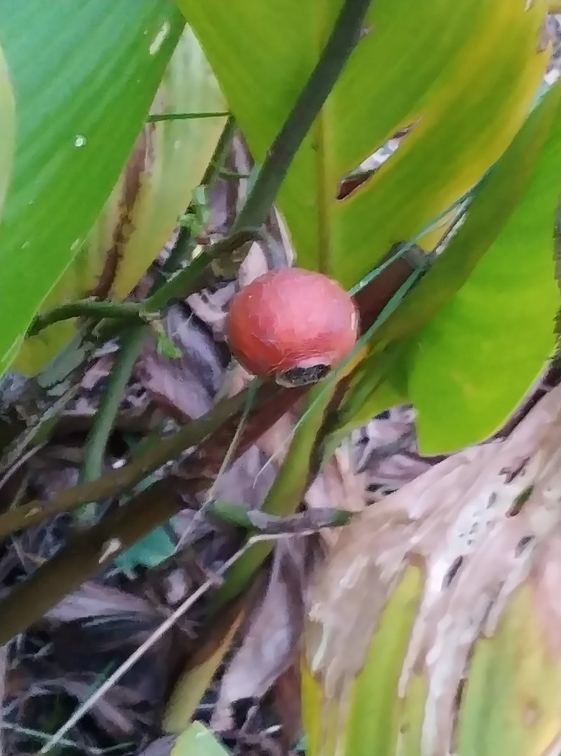 Rosa boissieri photo 2
