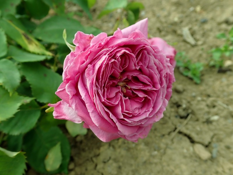 Bourbon Rose