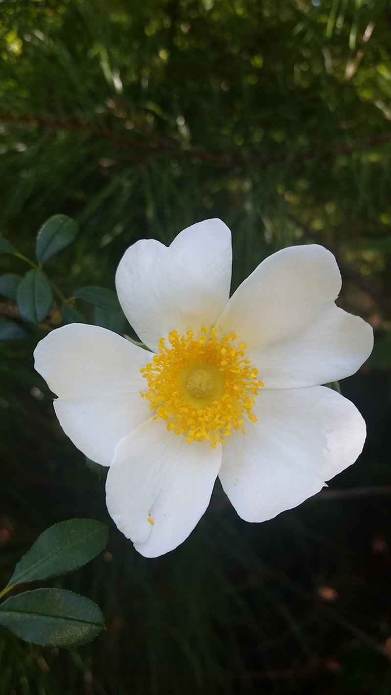 Macartney Rose photo 2