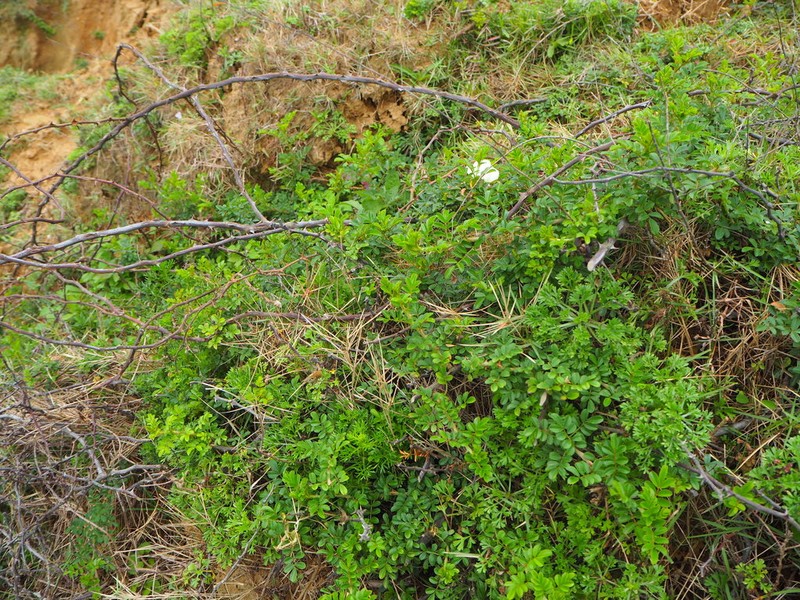 Macartney Rose photo 3