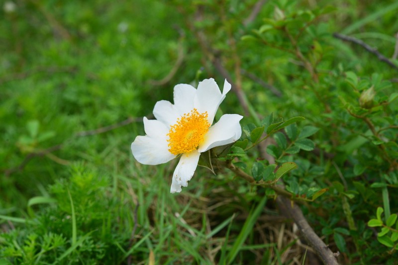 Macartney Rose photo 4