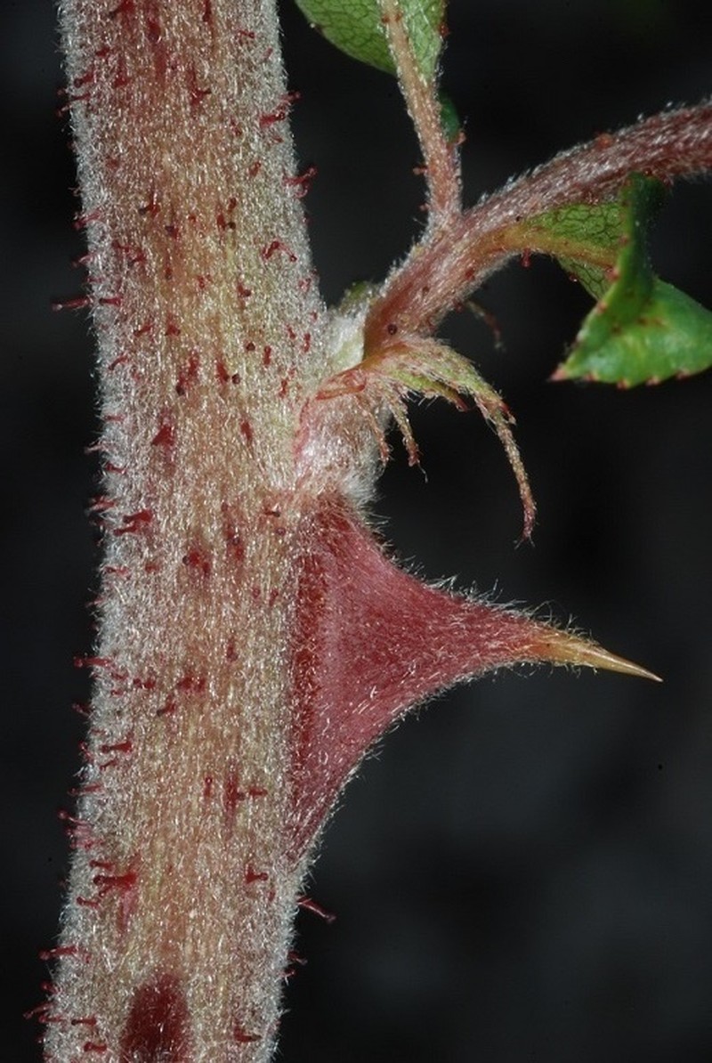 Macartney Rose photo 5