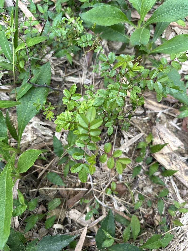 Macartney Rose photo 6