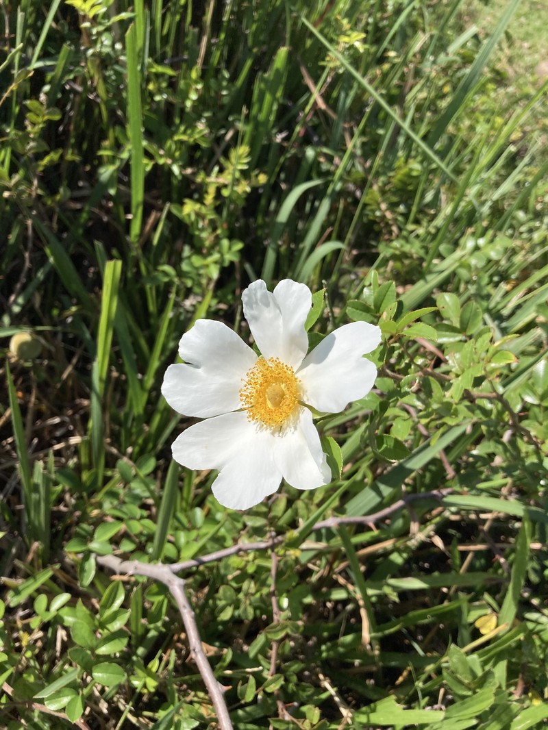 Macartney Rose photo 5