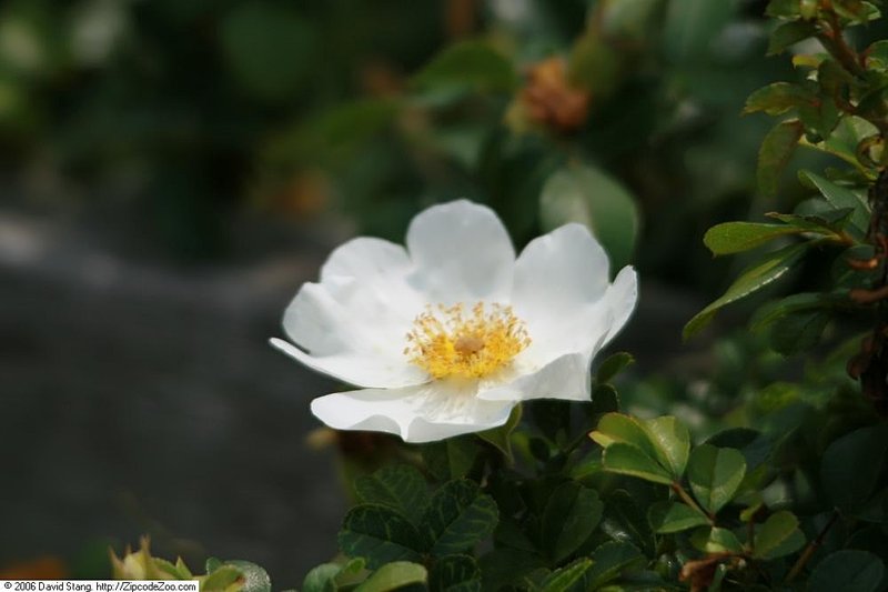 Macartney Rose photo 6