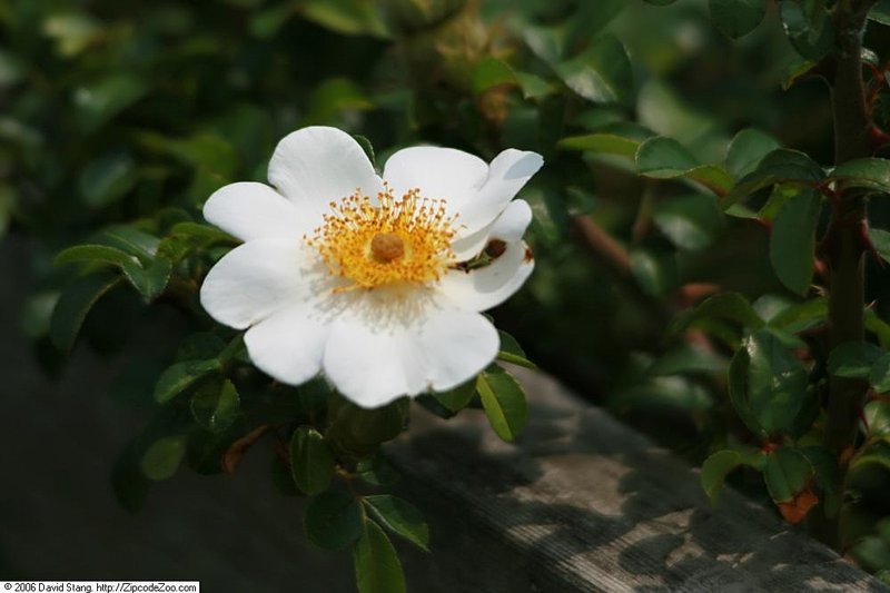 Macartney Rose photo 7