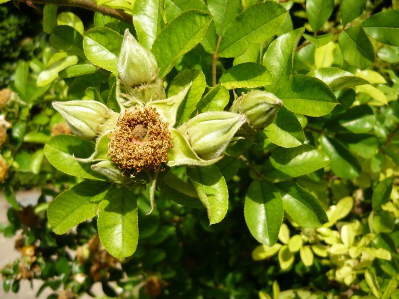 Macartney Rose photo 2