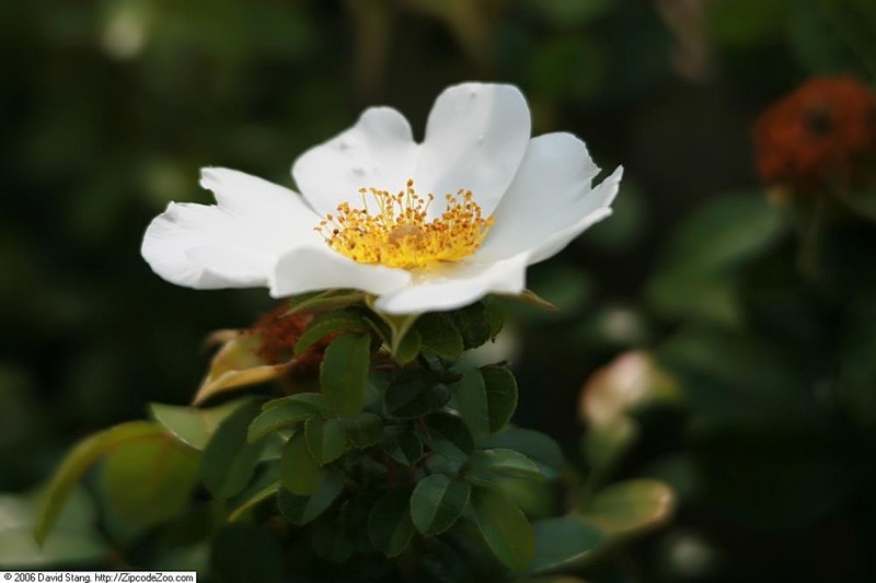 Macartney Rose photo 3