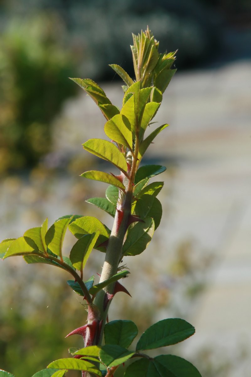 Macartney Rose photo 8