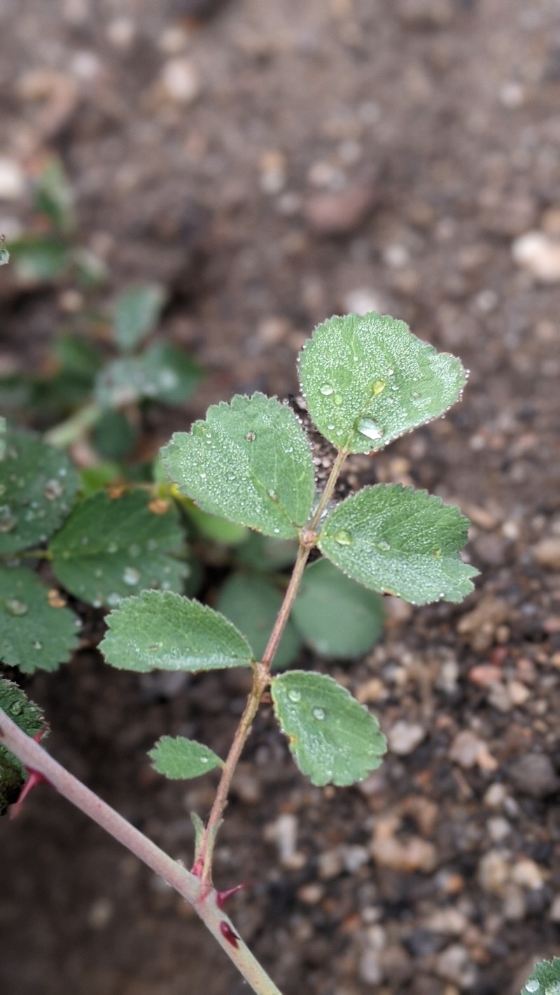 Pygmy Rose photo 4