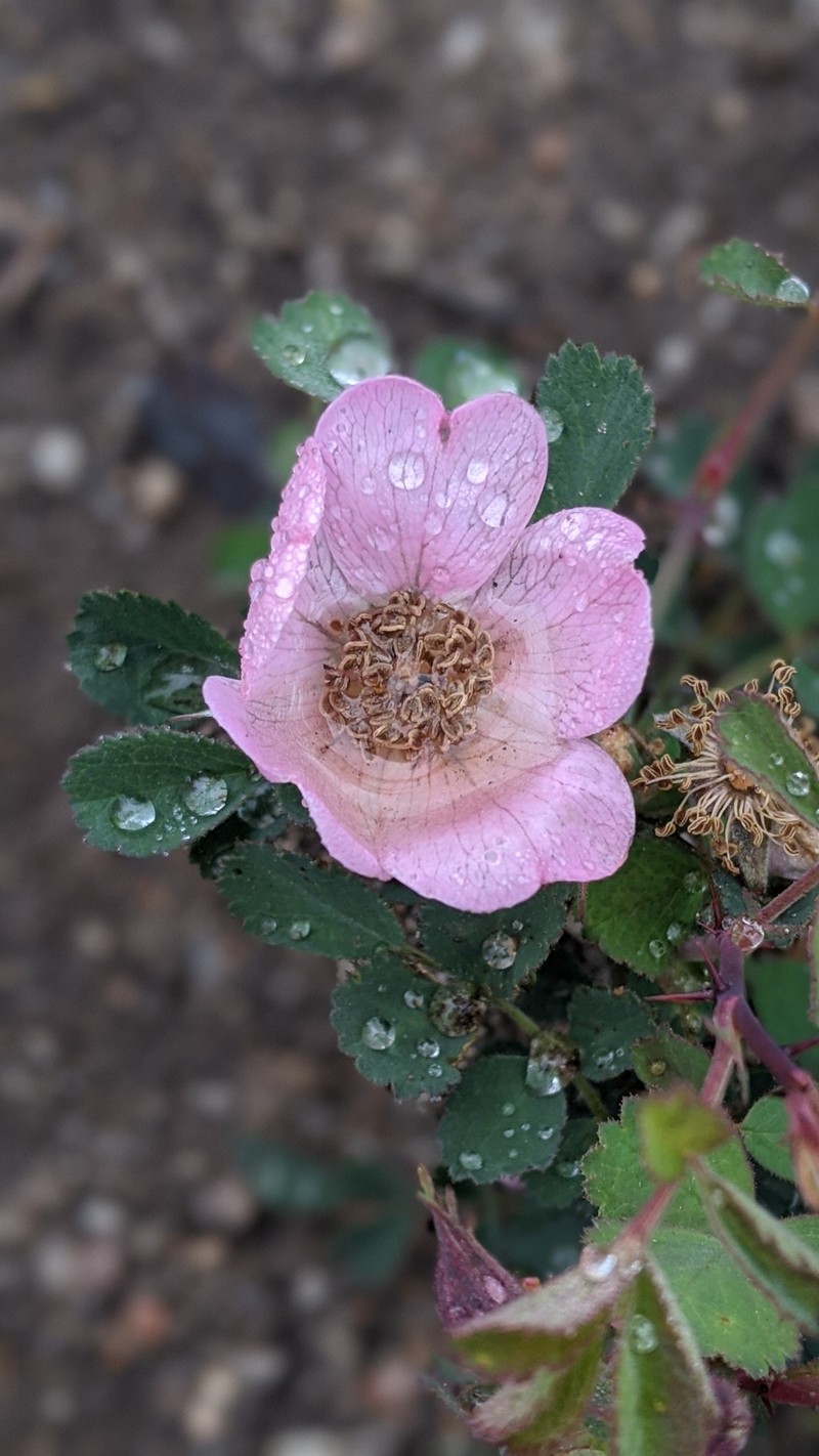 Pygmy Rose photo 2