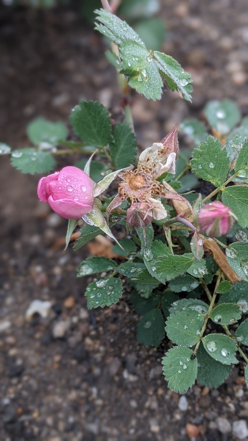 Pygmy Rose photo 3