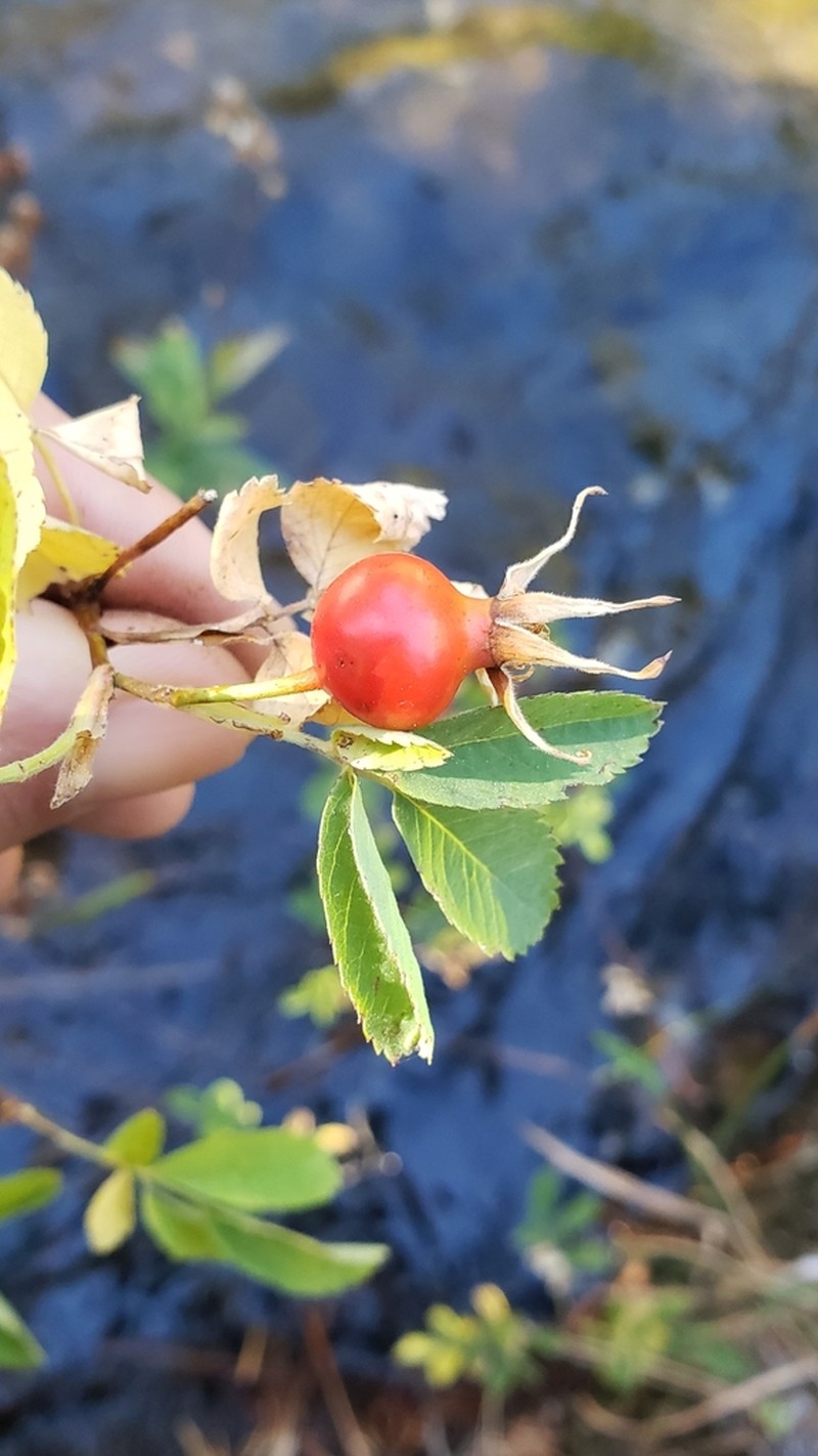 Pygmy Rose photo 6