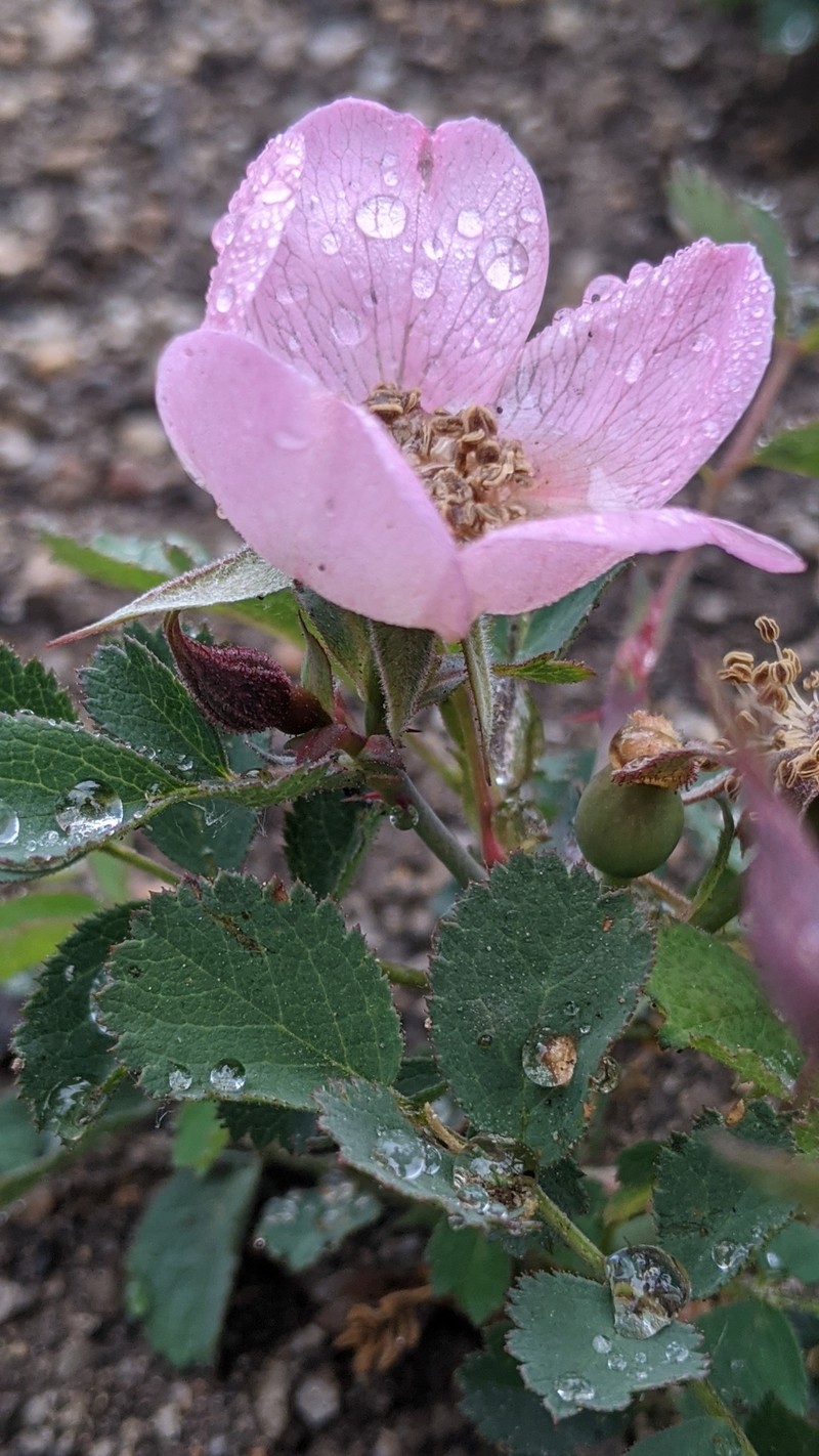 Cascade Rose