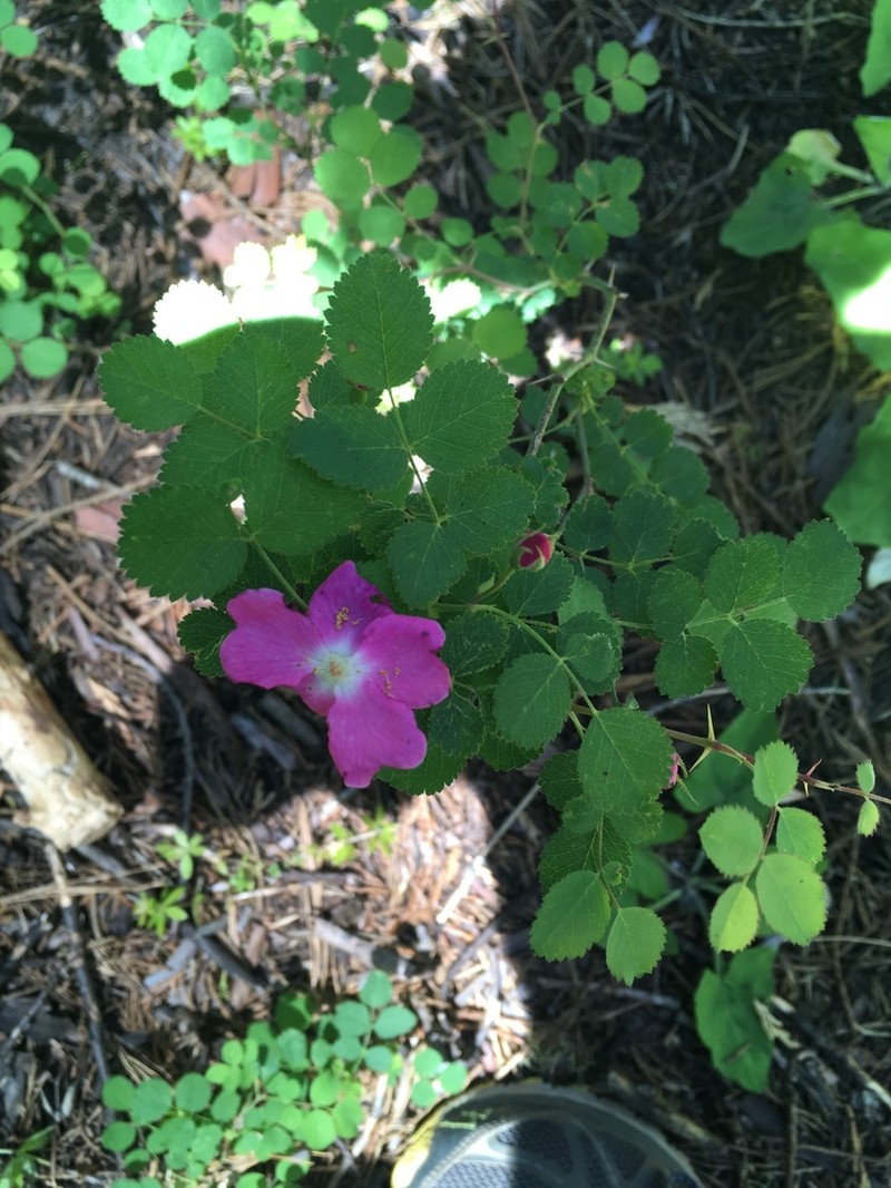 Cascade Rose photo 2
