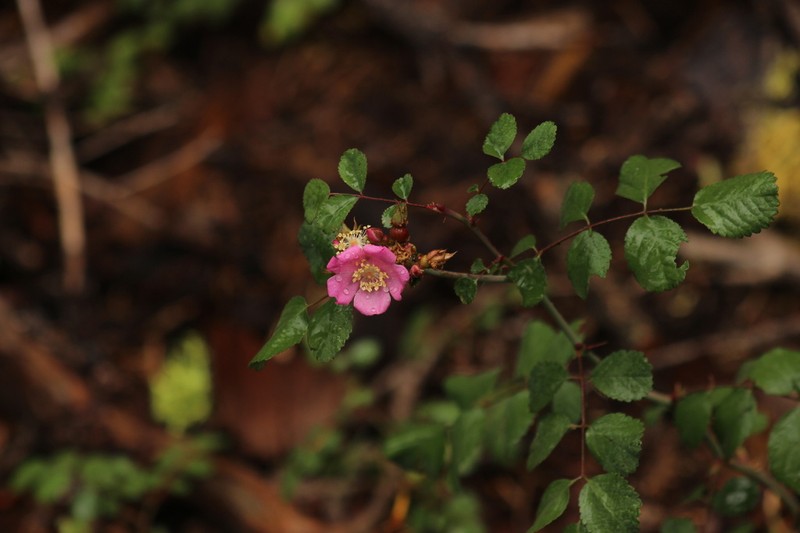 Cascade Rose photo 6