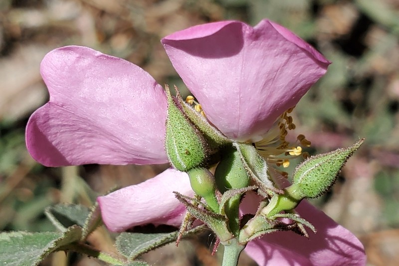 Cascade Rose photo 7