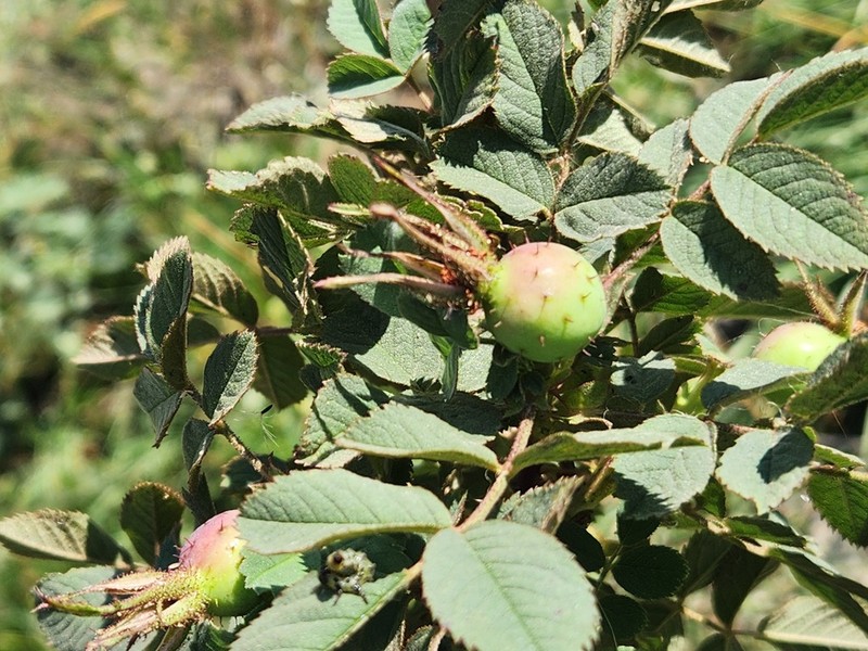 Rosa brotherorum