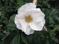Himalayan Musk Rose