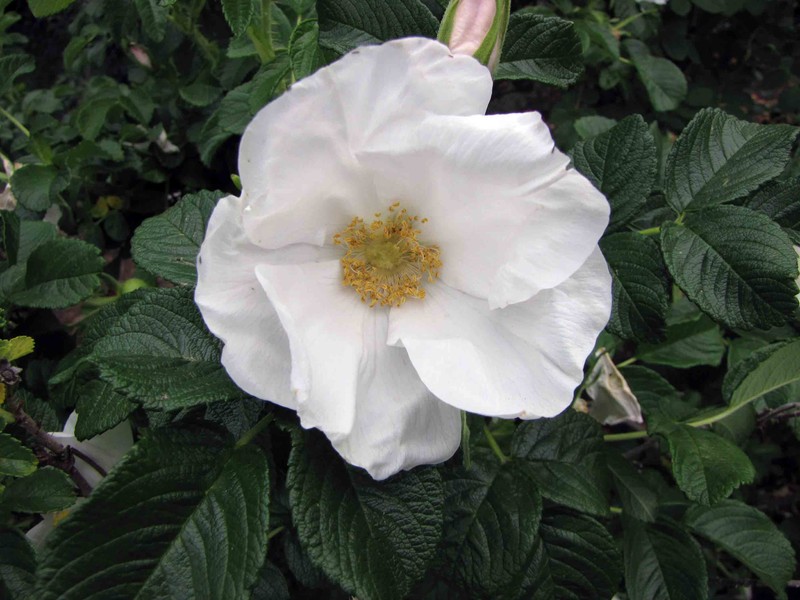 Himalayan Musk Rose