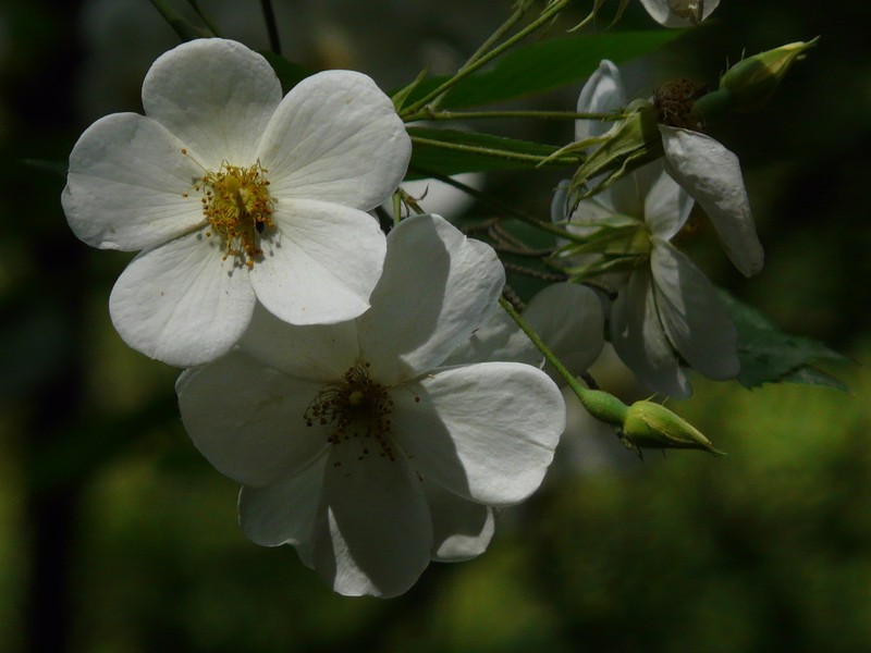 Himalayan Musk Rose photo 2