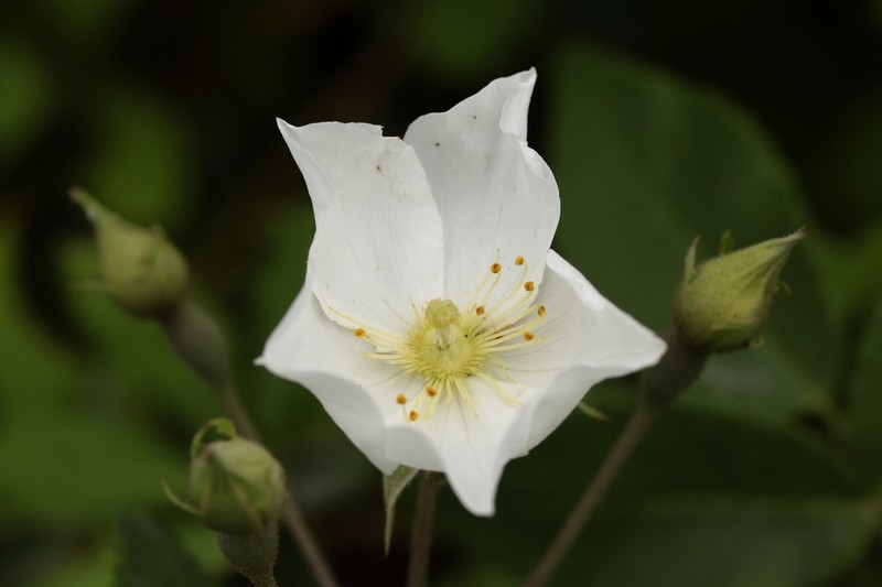 Himalayan Musk Rose photo 3