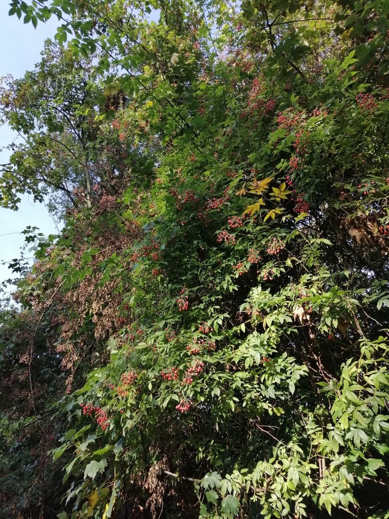 Himalayan Musk Rose photo 4