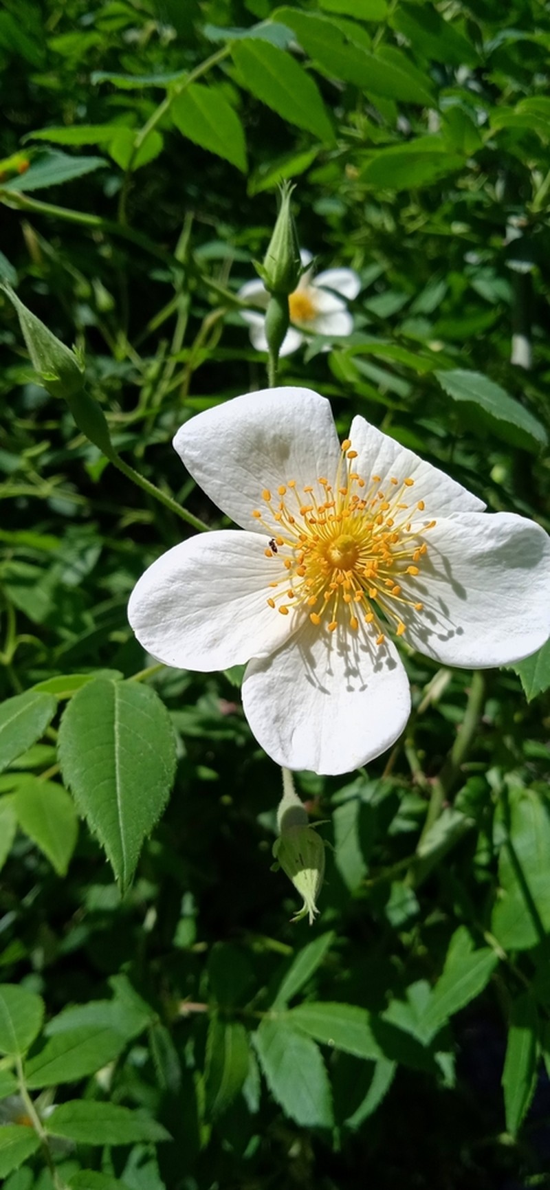 Himalayan Musk Rose photo 5