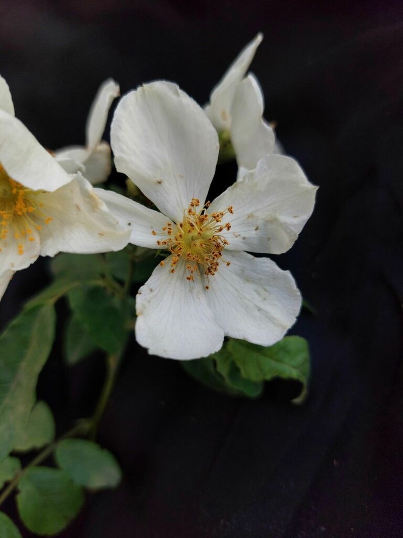 Himalayan Musk Rose photo 7