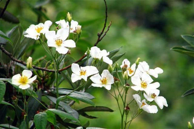 Himalayan Musk Rose photo 8