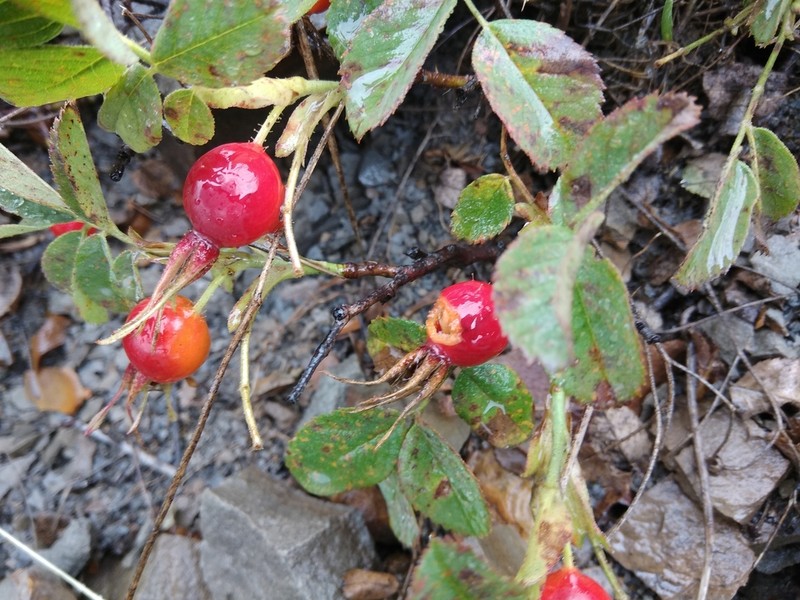 Rosa buschiana