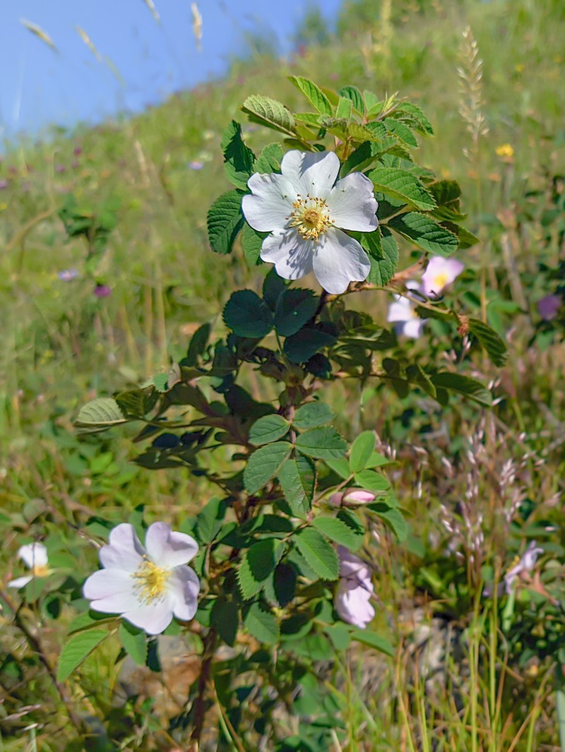 Rosa buschiana photo 2