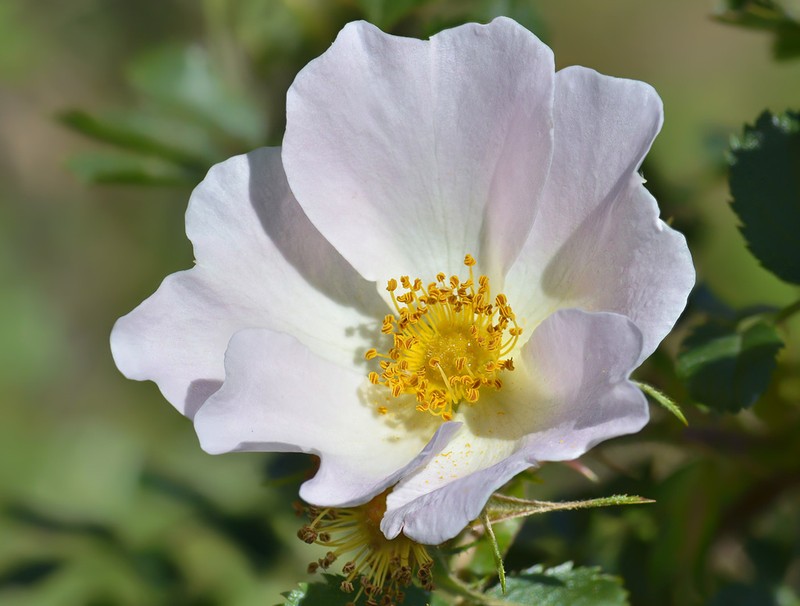 Rosa buschiana photo 3