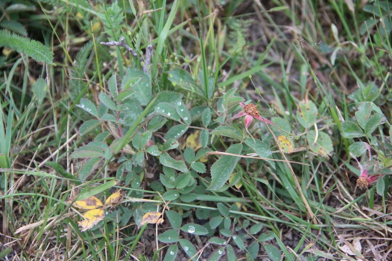 Rosa buschiana photo 4