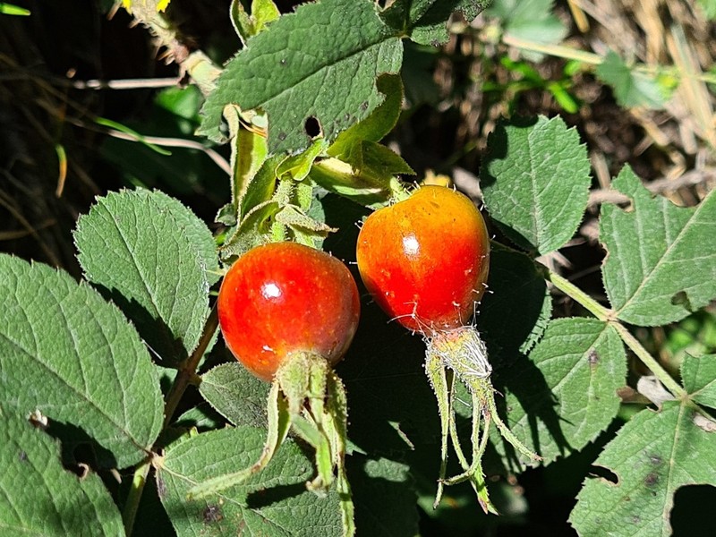 Rosa buschiana photo 5