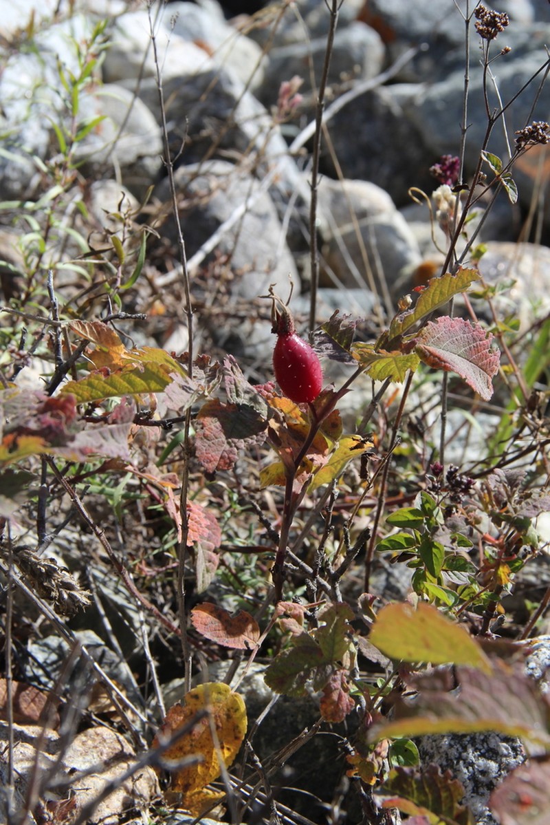 Rosa buschiana photo 6
