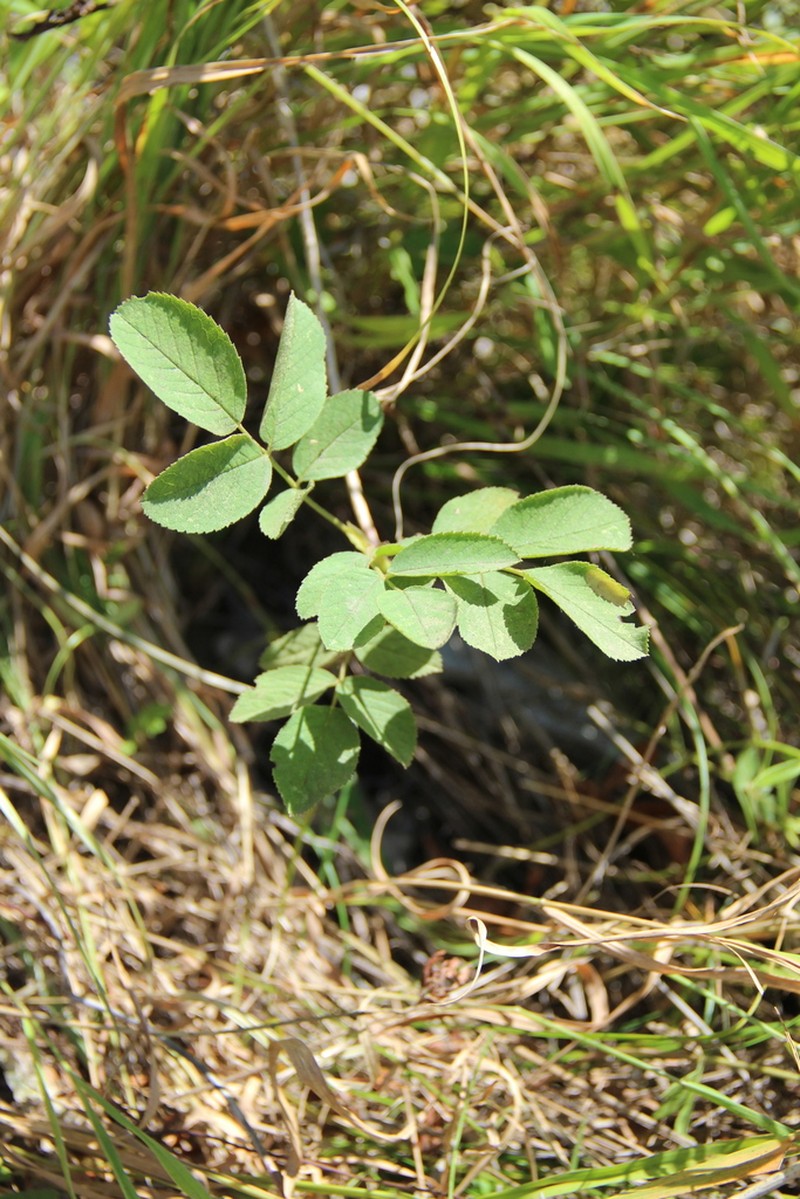 Rosa buschiana photo 7