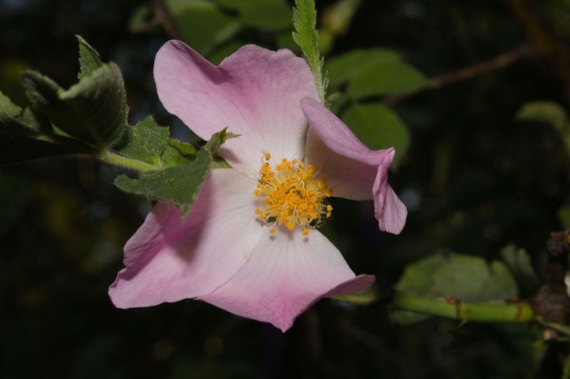 Rosa caesia photo 2